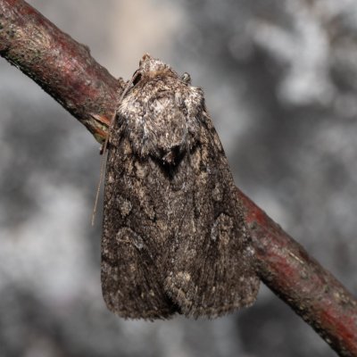 Dichagyris forcipula (osenice šedokřídlá), PR Svatý kopeček