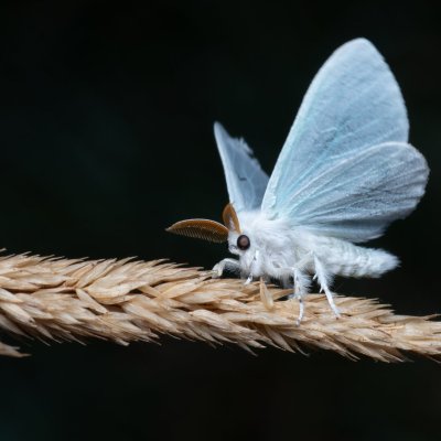 Arctornis l-nigrum (bekyně černé L), PP Bobrava