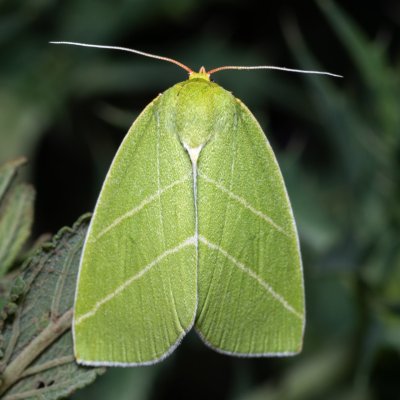 Bena bicolorana (zeleněnka dubová), NPP Pouzdřanská step - Kolby