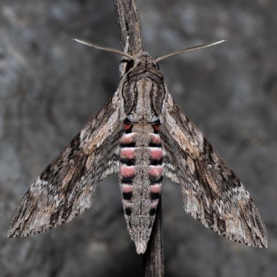 Agrius convolvuli (lišaj svlačcový), HR, Jablanac