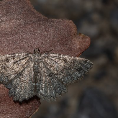 Charissa obscurata (šerokřídlec tmavý), Hády