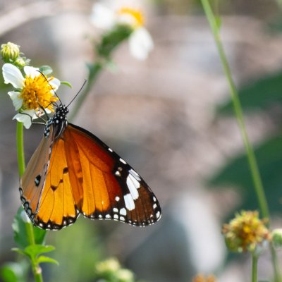Danaus chrysippus (danaus východní), TH, Krabi