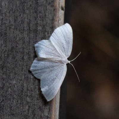 Jodis putata (zelenopláštník borůvkový), SK, NPR Važecká dolina, Tatry