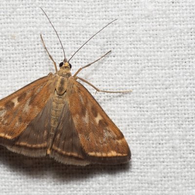 Loxostege sticticalis (zavíječ řepný), NPR Slanisko u Nesytu