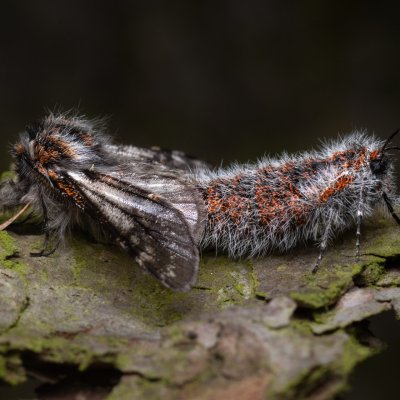 Lycia isabellae (drsnokřídlec modřínový), Ždánický les