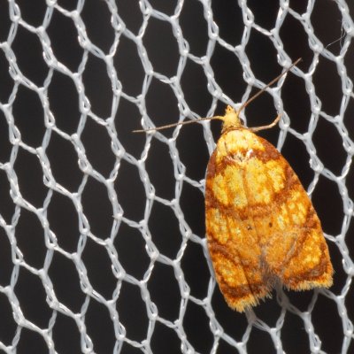 Acleris bergmanniana (obaleč šípkový), PR Svatý kopeček