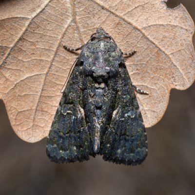 Aedia leucomelas (tmavopáska jižní), PP Milovická stráň