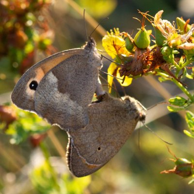 Maniola jurtina (okáč luční), PR Kamenný vrch