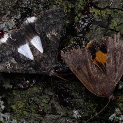 Aedia leucomelas (tmavopáska jižní), PP Na cvičišti