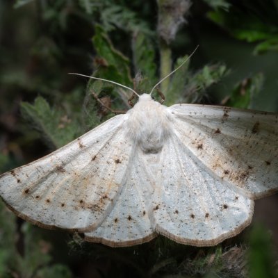 Dyscia conspersaria (světlokřídlec šalvějový), NPP Pouzdřanská step - Kolby
