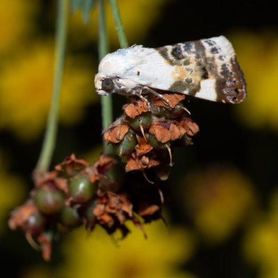 Acontia lucida (světlopáska slézová), PP Skalky u Sedlece