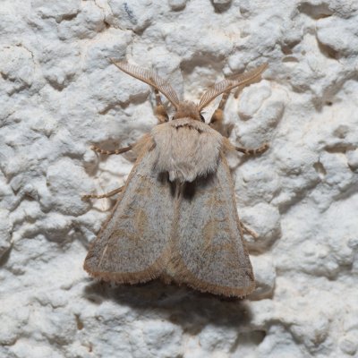 Episema tersa (jasnobarvec východní), HR, Jablanac