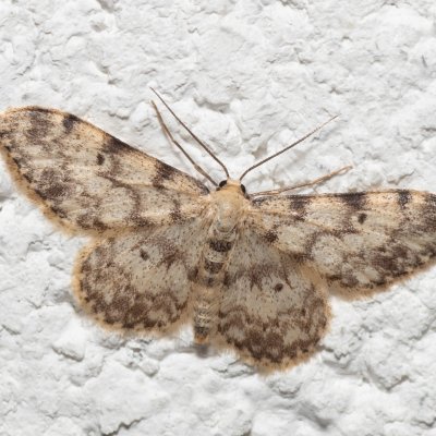 Idaea contiguaria (žlutokřídlec skalní), IT, Pfelders - Plan, Jižní Tyrolsko