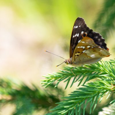 Apatura ilia (batolec červený), SK, Štôla