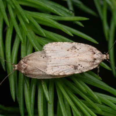 Agonopterix arenella (plochuška lopuchová), PP Prameniště Pohořského potoka