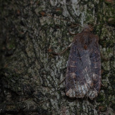 Conistra vaccinii (zimovnice brusnicová), Žebětín