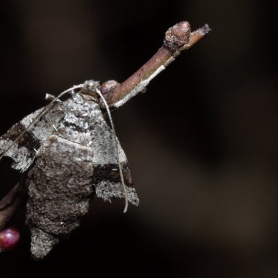 Theria rupicapraria (tmavoskvrnáč březnový), PR Kamenný vrch