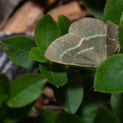 Hylaea fasciaria (běločárník smrkový), NPR Radostínské rašeliniště