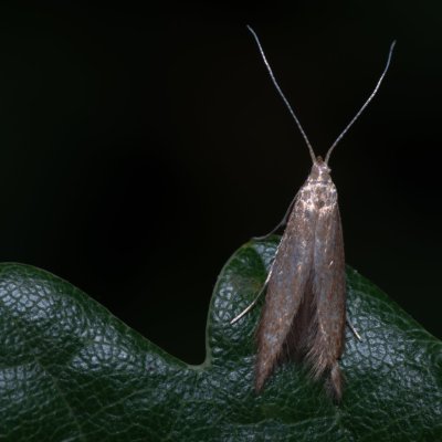 , Zbýšovská halda