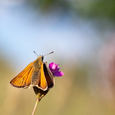 Thymelicus lineola (soumračník čárečkovaný), PR Kamenný vrch