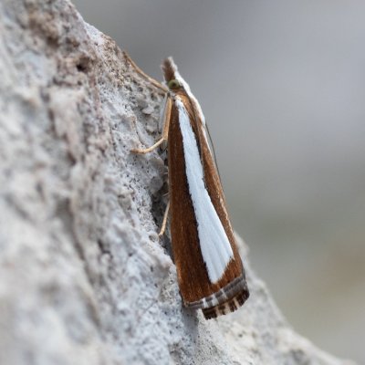 Catoptria pyramidellus (-), IT, Cinque Torri, Jižní Tyrolsko
