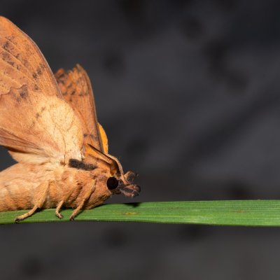 Gastropacha populifolia (bourovec osikový), Hrabětice
