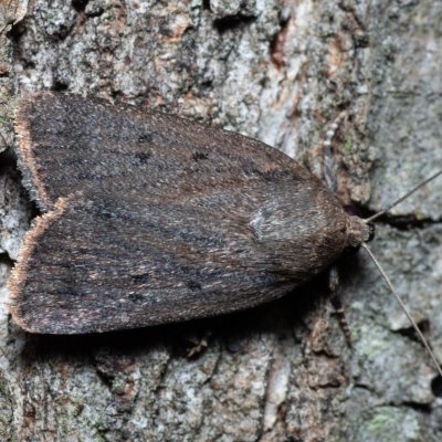 Amphipyra tragopoginis (blýskavka obecná), Žebětín