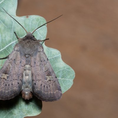 Xestia xanthographa (osenice žlutoskvrnná), Březina