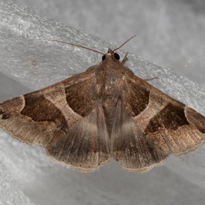 Dysgonia algira (hnědopáska temnopásá), Hády