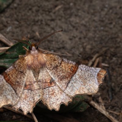 Selenia lunularia (zejkovec maliníkový), NPP Pouzdřanská step - Kolby