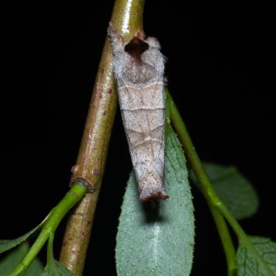 Clostera curtula (vztyčnořitka rudoskvrnná), Popůvky