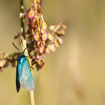 Adscita statices (zelenáček šťovíkový), Jimramov