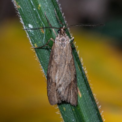 Diurnea lipsiella (šedivěnka podzimní), Žebětín