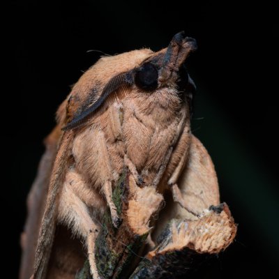 Gastropacha populifolia (bourovec osikový), Hrabětice