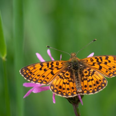 Boloria selene (perleťovec dvanáctitečný), Přírodní park Rakovecké údolí