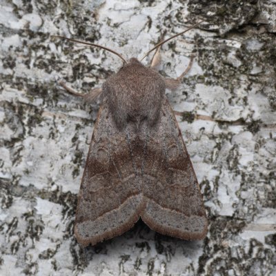 Orthosia opima (jarnice šedá), NPR Radostínské rašeliniště