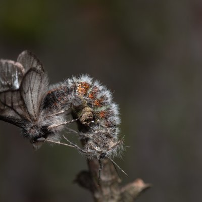 Lycia isabellae (drsnokřídlec modřínový), Žebětín