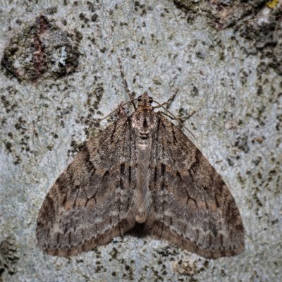 Trichopteryx polycommata (šedokřídlec ptačízobový), Hády - odkaliště