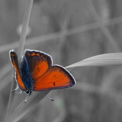 Lycaena hippothoe (ohniváček modrolemý), PR Uhliska