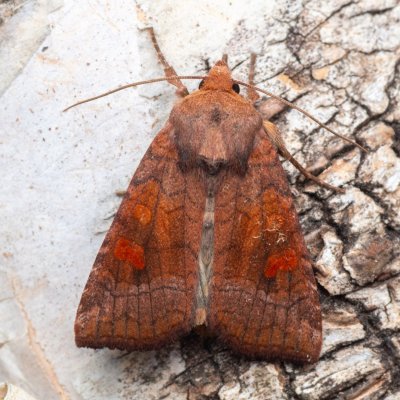 Amphipoea lucens (travařka rašeliništní), NPR Radostínské rašeliniště