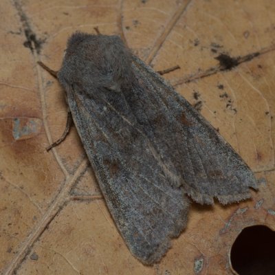 Orthosia incerta (jarnice březnová), PP Kavky