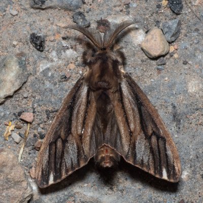 Eumeta variegata (-), TH, Khao Sok