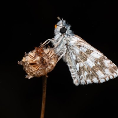 Pyrgus armoricanus (soumračník podobný), PP Na cvičišti