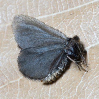 Psychidae sp., PR Kamenný vrch