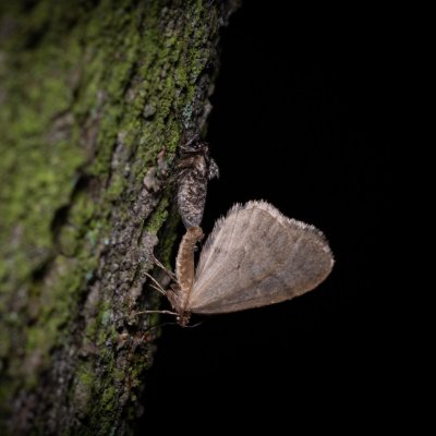 Operophtera brumata (píďalka podzimní), Podkomorské lesy