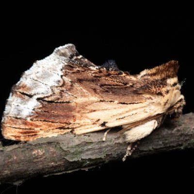 Ptilodon cucullina (hřbetozubec břekový), NPR Děvín
