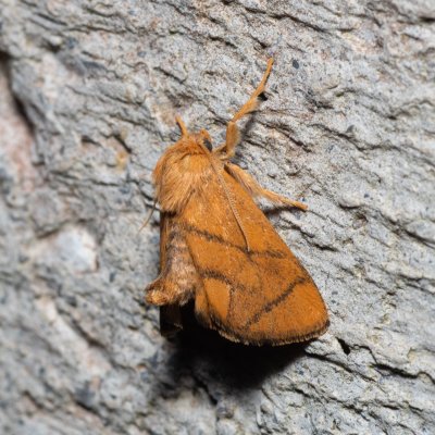 Apoda limacodes (slimákovec dubový), HR, Krasno