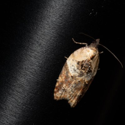 Acleris variegana (obaleč borůvkový), HR, Jablanac