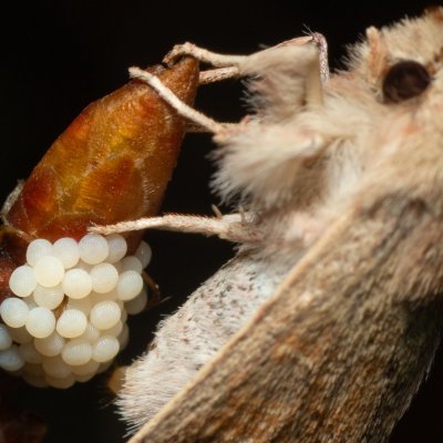 Orthosia miniosa (jarnice zardělá), PR Kamenný vrch