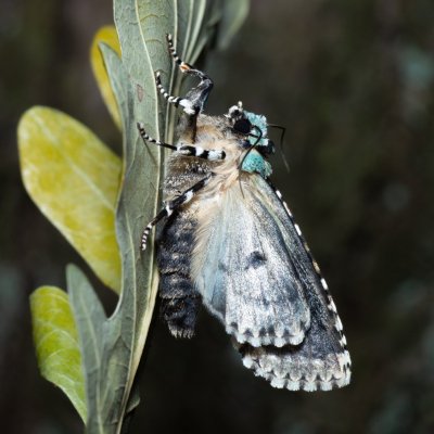 Griposia aprilina (pestroskvrnka zelenavá), Kamenný vrch
